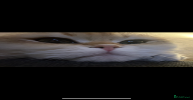 Scottish Fold cats - Advert 3