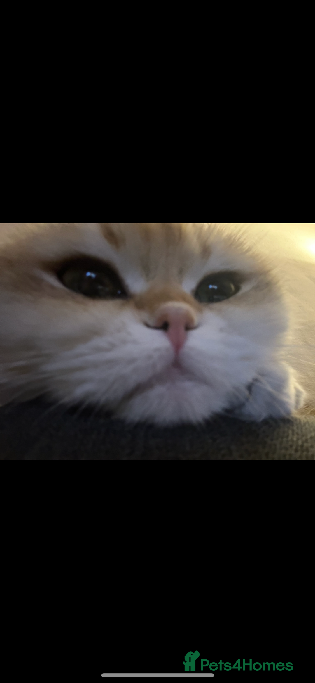 Scottish Fold cats for sale: Chinchilla golden Scottish fold - Image 2