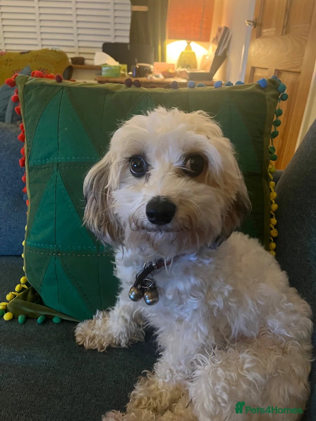 Cavachon dogs for sale: Health Screened litter of F1B Cavachons  in Colchester - Advert 2