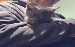 Mixed Breed cats for sale: Grey tabby kittens - Image 7
