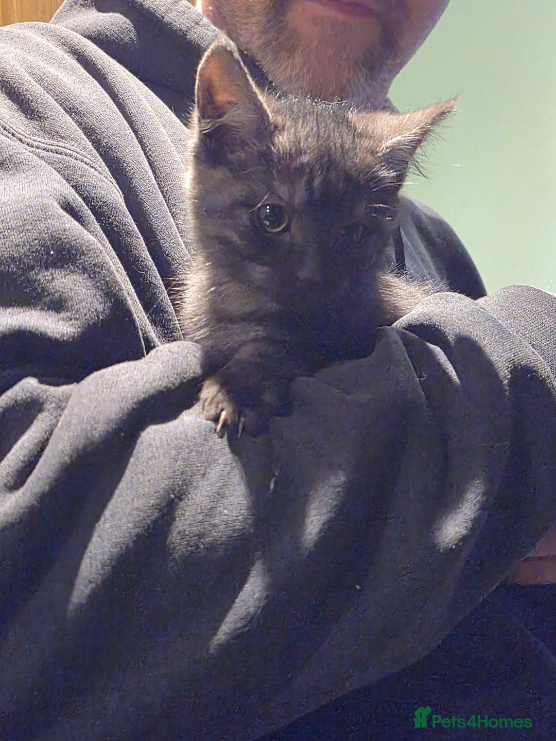Mixed Breed cats for sale: Grey tabby kittens - Image 7