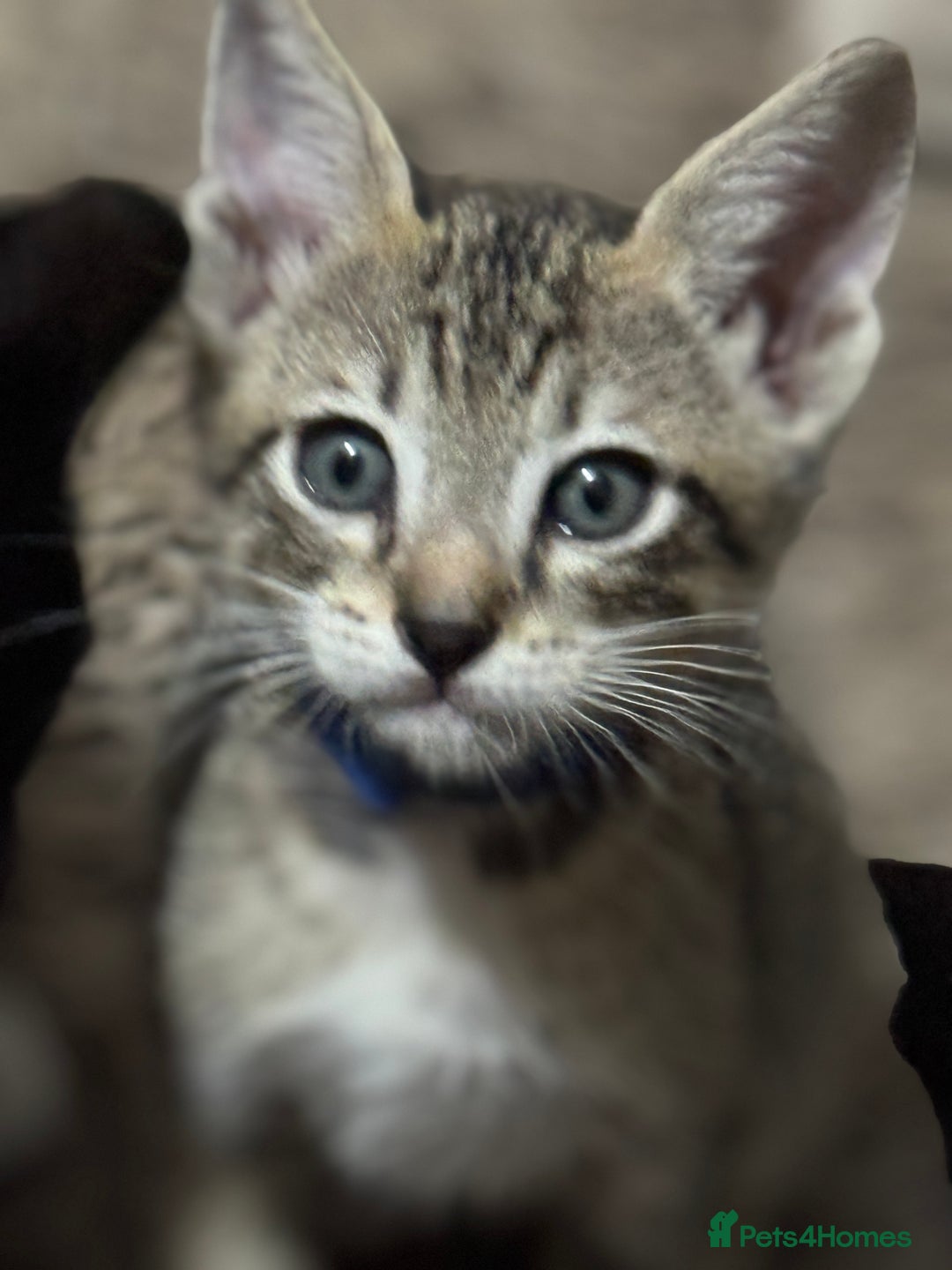 Mixed Breed cats for sale: Sweet kittens for sale  - Advert 3