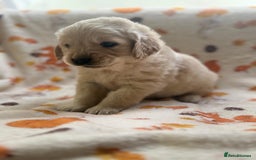 Golden Retriever dogs for sale: 🐾 Adorable 5-Week-Old Golden Retriever Puppies 🐾 - Image 8