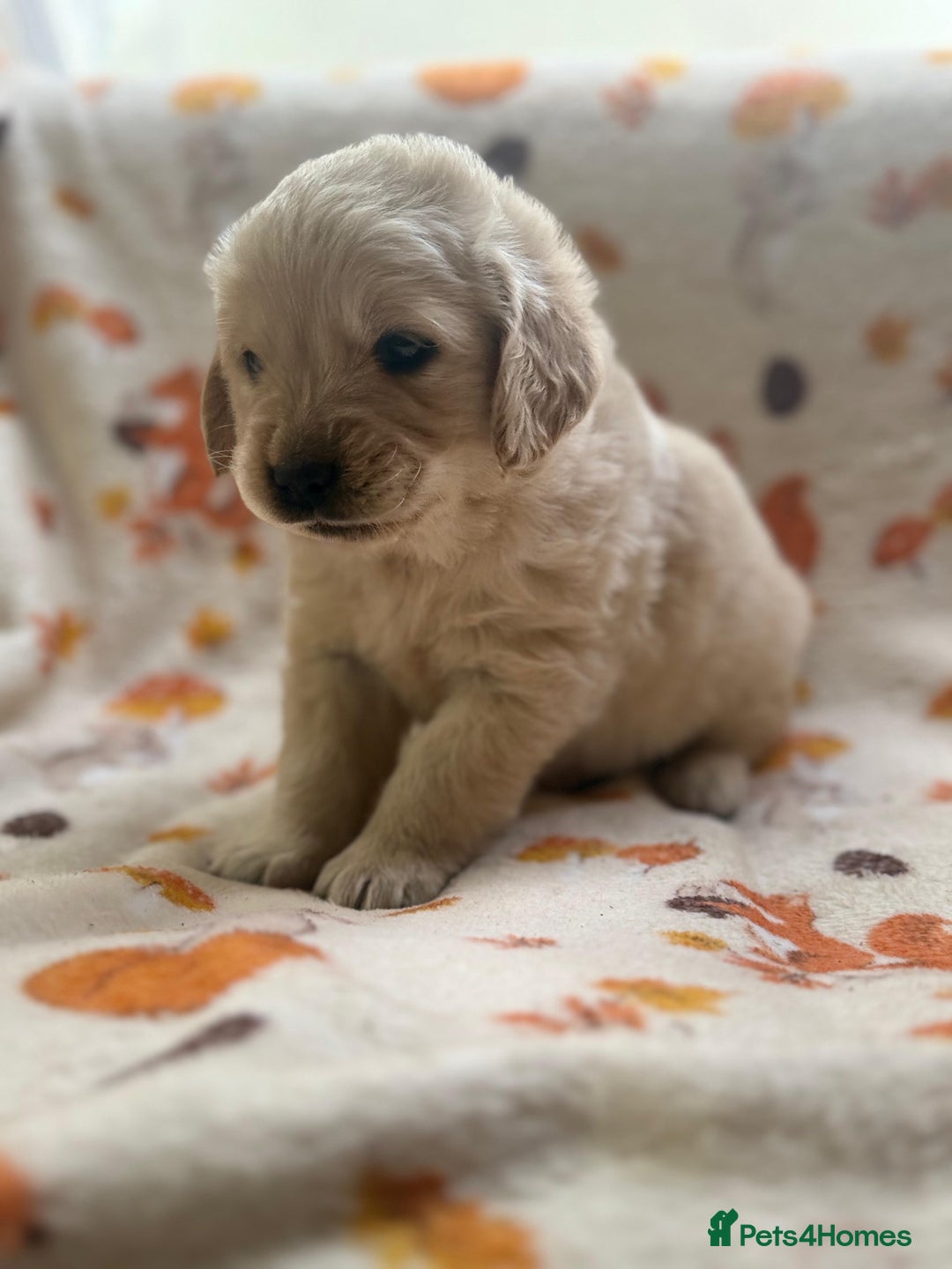 Golden Retriever dogs for sale: 🐾 Adorable 5-Week-Old Golden Retriever Puppies 🐾 - Image 8