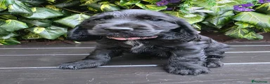 Cocker Spaniel 4
