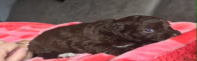 Mixed Breed Puppy 1