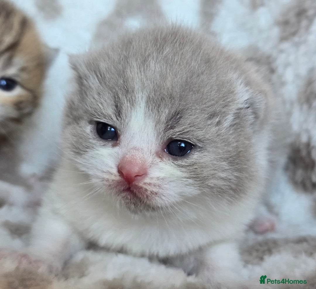 British Shorthair cats for sale: 1 BOY LEFT TICA reg BSH and BLH kittens - Advert 36