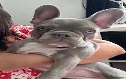 French Bulldog dogs for sale: French bulldog - Image 1