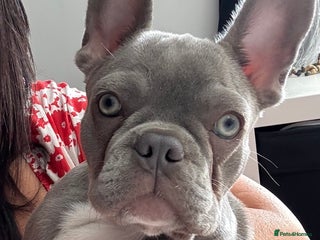 French Bulldog dogs for sale - Advert 1