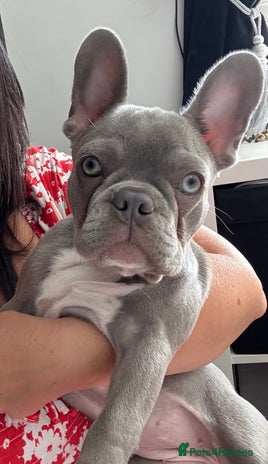 French Bulldog dogs - Advert 2