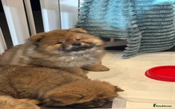 Chow Chow dogs for sale: Chow Puppies looking for new home - Image 4