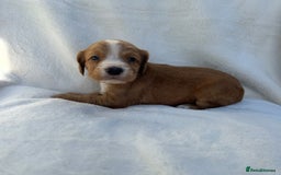 Cocker Spaniel dogs for sale: Beautiful kc registered cockerspaniel puppies  - Image 12