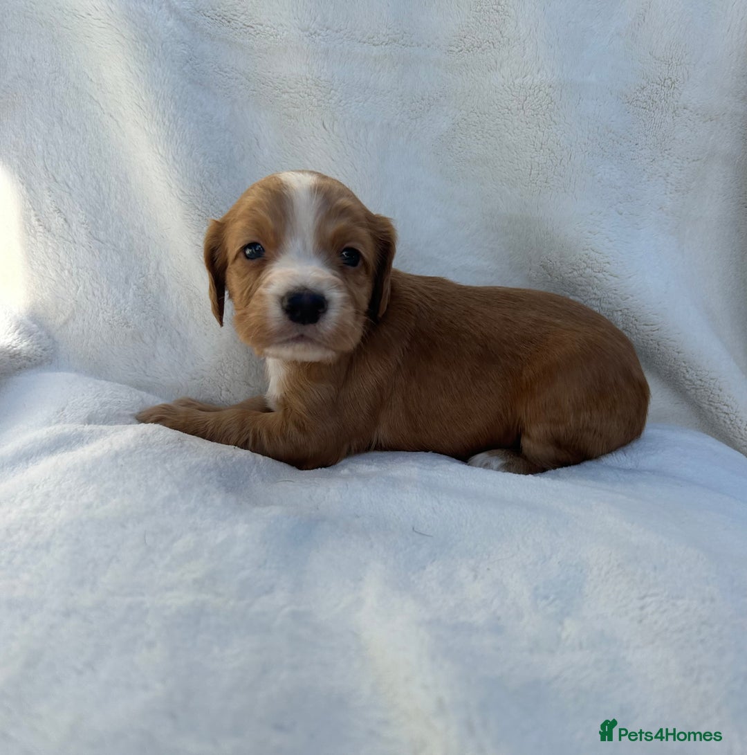 Cocker Spaniel dogs for sale: Beautiful kc registered cockerspaniel puppies  - Image 12
