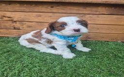 Cavapoo dogs for sale: Too cute to handle cavapoo puppies - Image 7