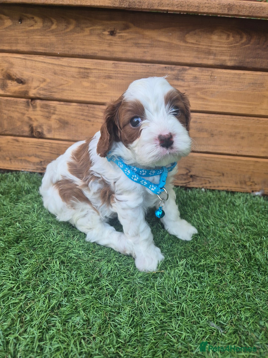 Cavapoo dogs for sale: Too cute to handle cavapoo puppies - Image 7