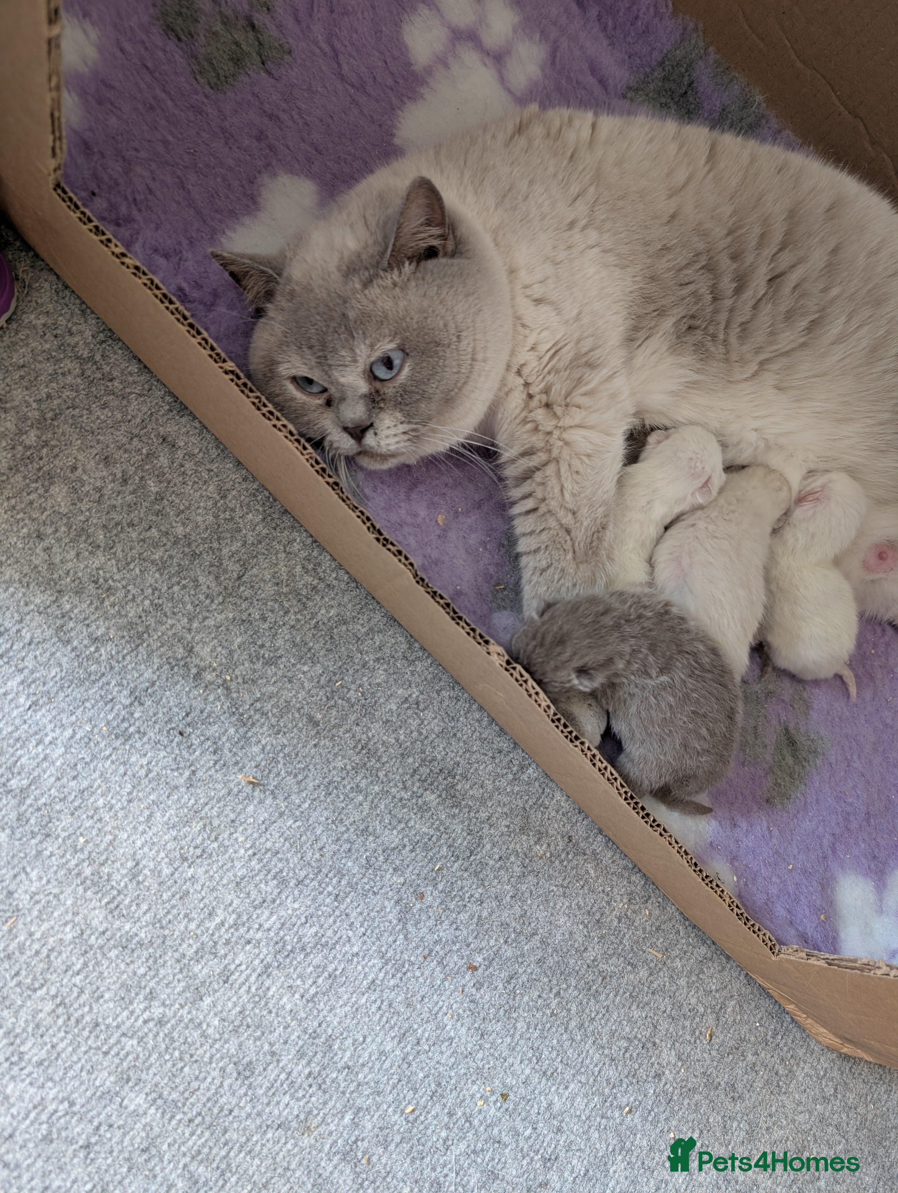 British Shorthair cats British shorthaired lilac and colourpointed  - Advert 1