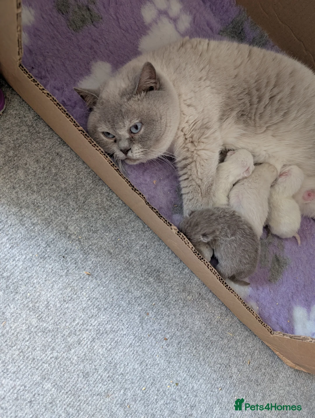 British Shorthair cats for sale: British shorthaired lilac and colourpointed  in Coalville - Advert 1