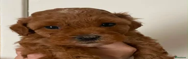 Lhasapoo 2