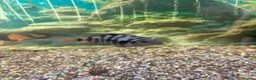 Loaches fish for sale: Closing tanks down in Billingham - Advert 3