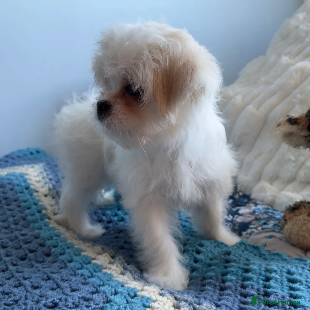 Mixed Breed dogs for sale: Japanese chin x Maltese terrier Jatese toy breed) - Advert 24