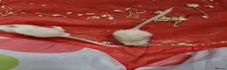 Gerbil rodents for sale: 2 X MALE GERBILS WITH CAGE AND 3 X MALE GERBILS - Advert 8