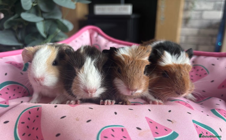 Guinea Pig rodents - Advert 2