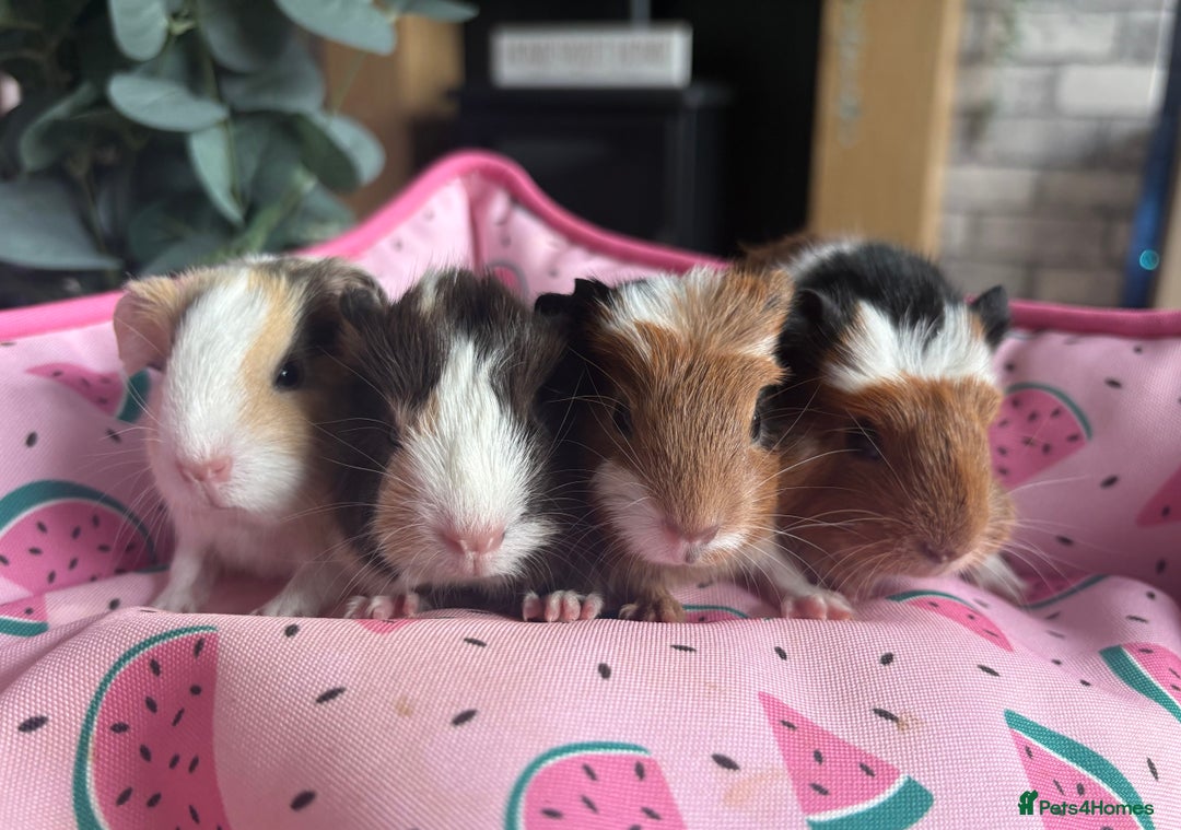 Guinea Pig rodents for sale: 3 female guinea pigs  - Image 1