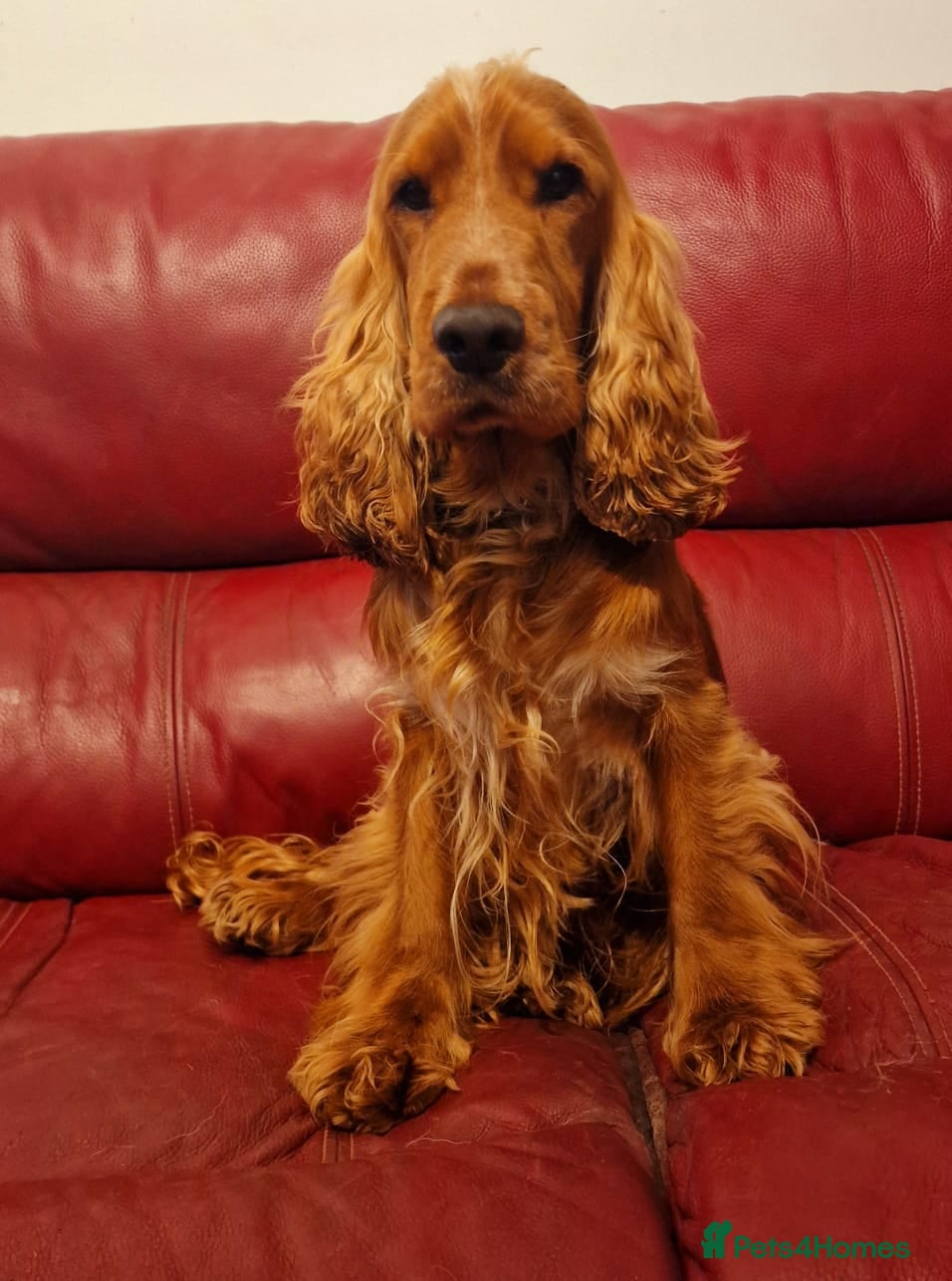 Cocker Spaniel dogs Stunning KC reg Show Cocker Spaniel for stud in Newport - Advert 6