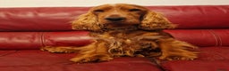 Cocker Spaniel dogs for stud: Stunning KC reg Show Cocker Spaniel for stud in Newport - Advert 1