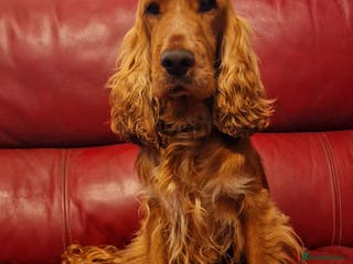 Cocker Spaniel dogs Stunning KC reg Show Cocker Spaniel for stud in Newport - Advert 7