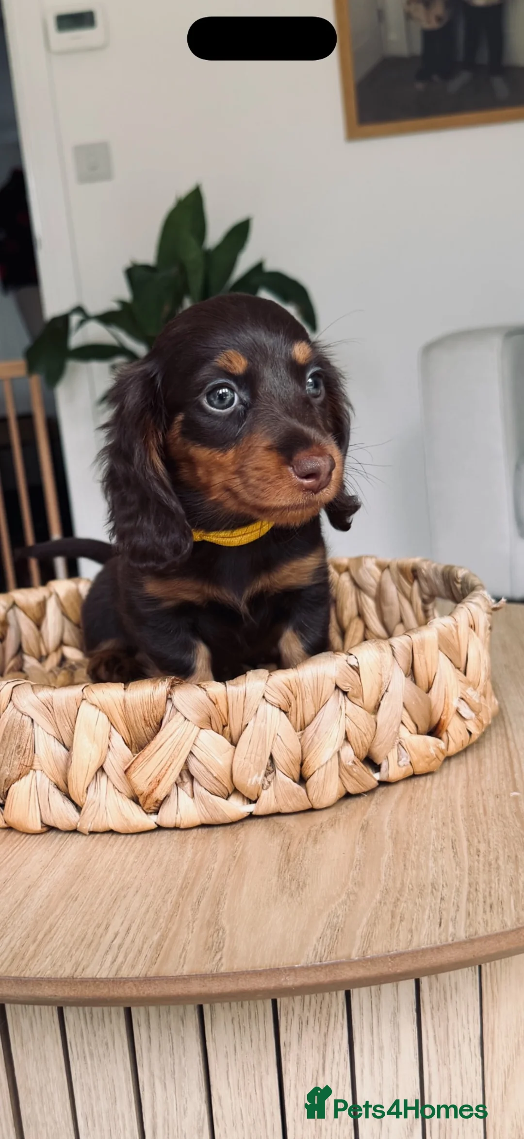 Miniature Dachshund dogs for sale: Stunning 5 ⭐️ long-haired miniature dachshunds - Advert 1