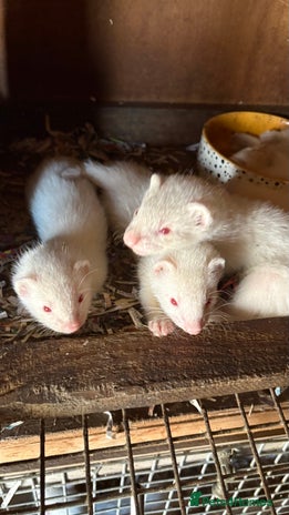 Ferret rodents - Advert 2