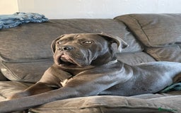 Cane Corso dogs for stud: Beautiful cane corso for stud - Image 6
