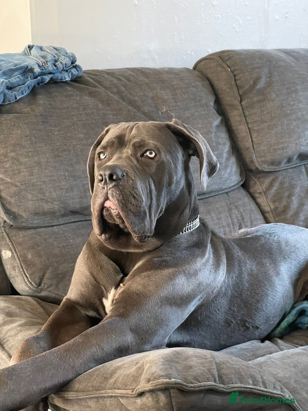 Cane Corso dogs for stud: Beautiful cane corso for stud - Image 6