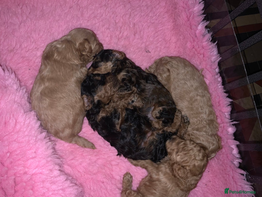 Cockapoo dogs for sale: Beautiful Cockapoo’s puppies for sale  - Advert 12