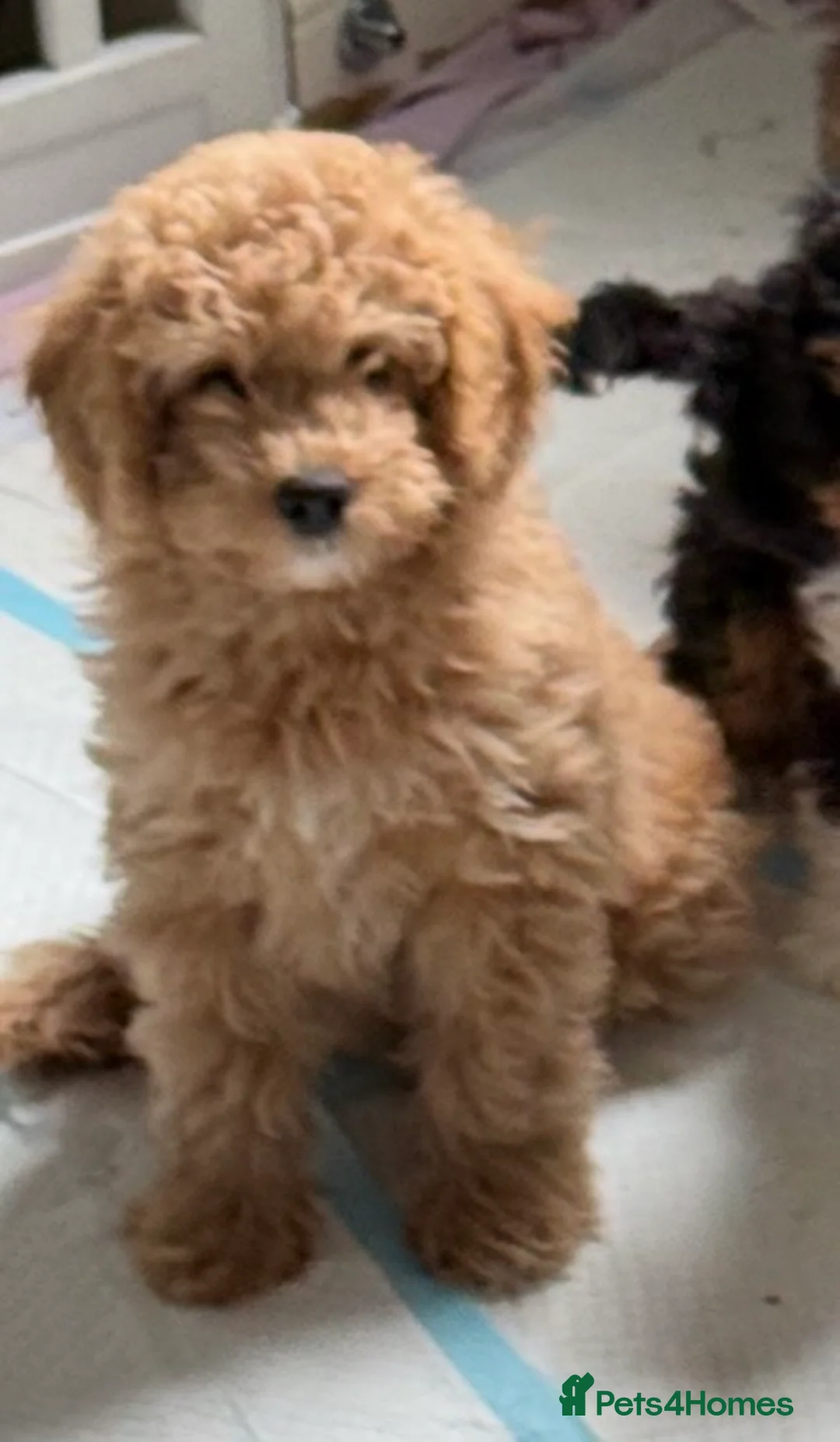 Cavapoo dogs for sale: 1 CARAMEL GIRL AVAILABLE, READY NOW  - Advert 2