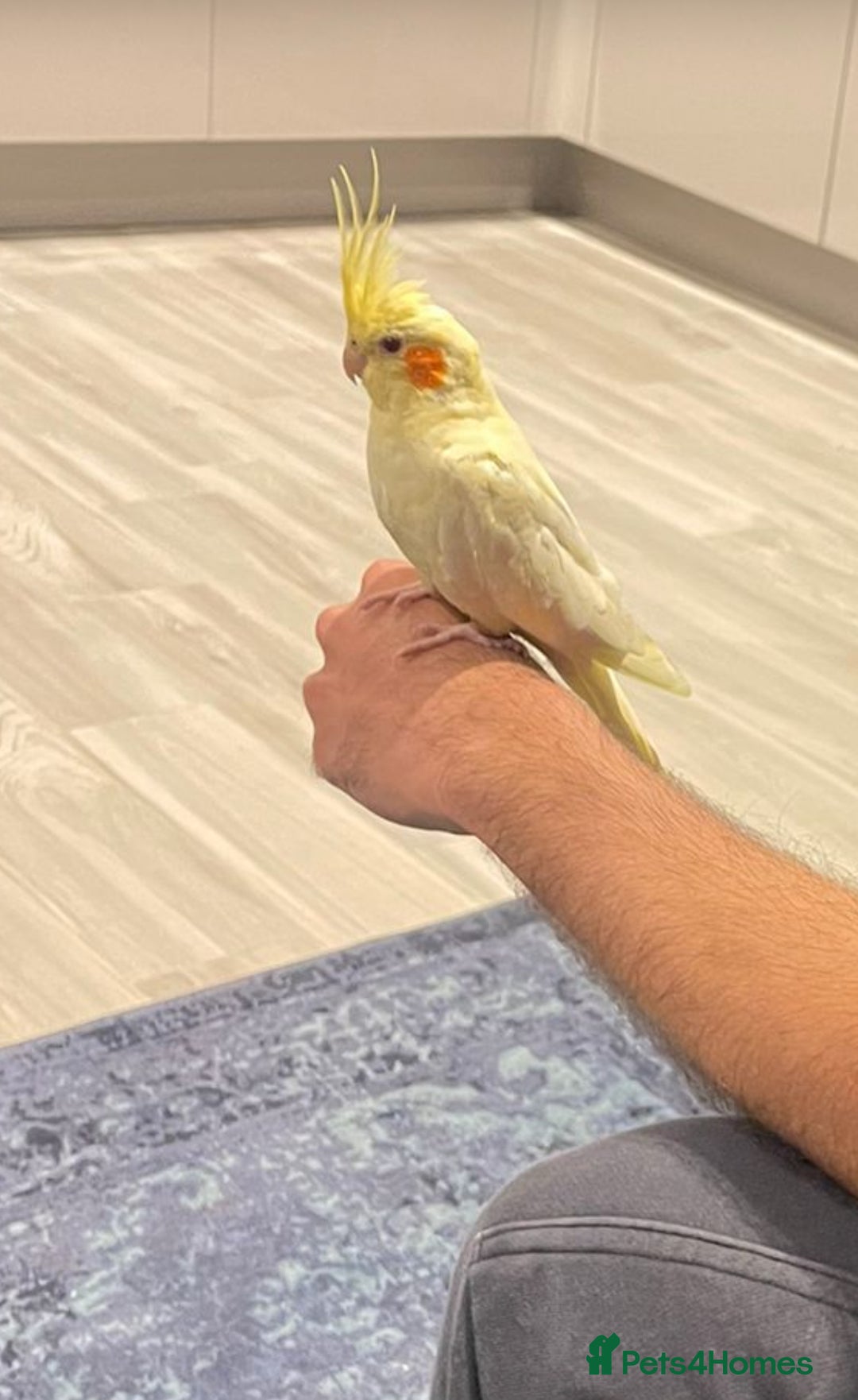 Cockatiels birds for sale: Tame Cockatiel LUTINO 6Months Old - Image 2
