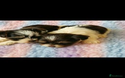 Biewer Terrier dogs for sale: Yorkshire  Biewer biro terrier puppies  - Image 8