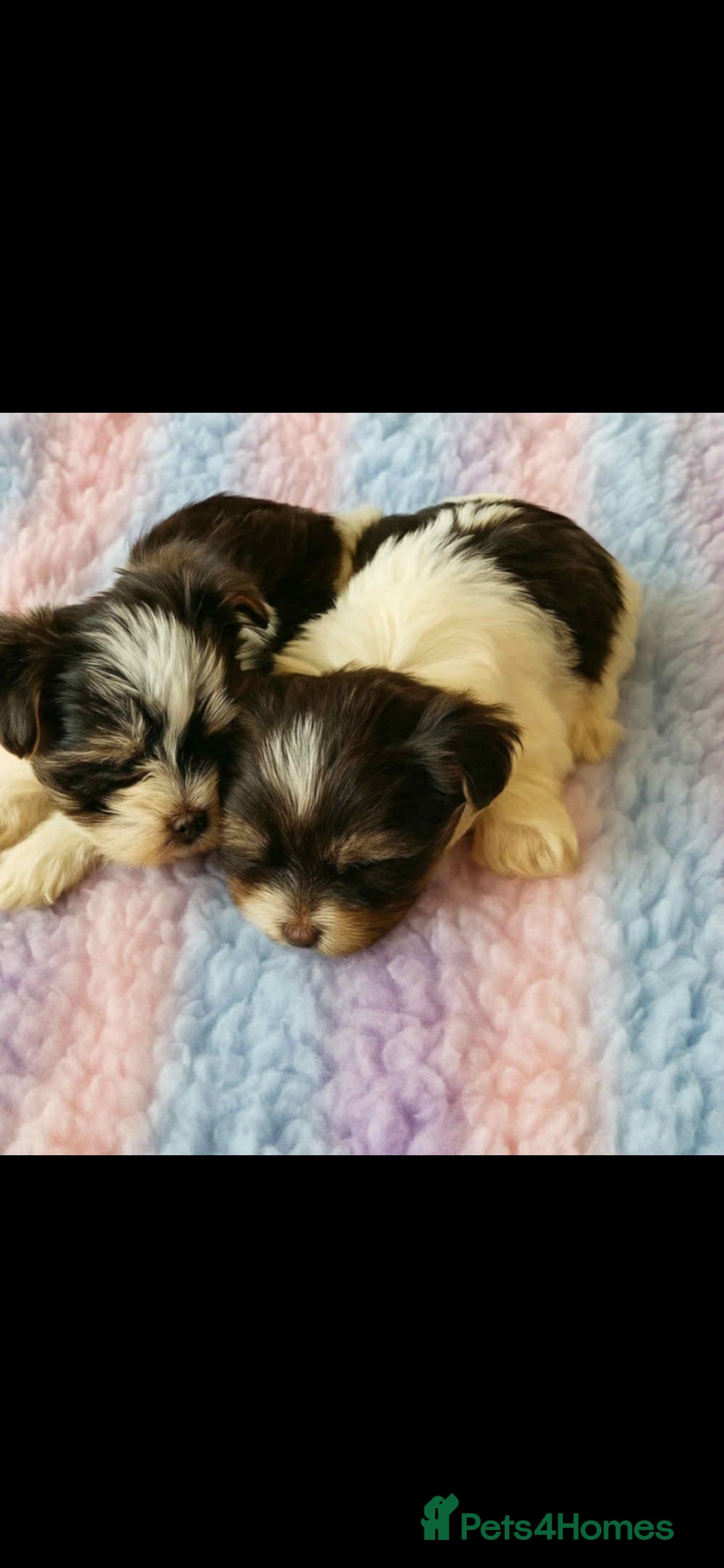 Biewer Terrier dogs for sale: Yorkshire  Biewer biro terrier puppies  - Image 8