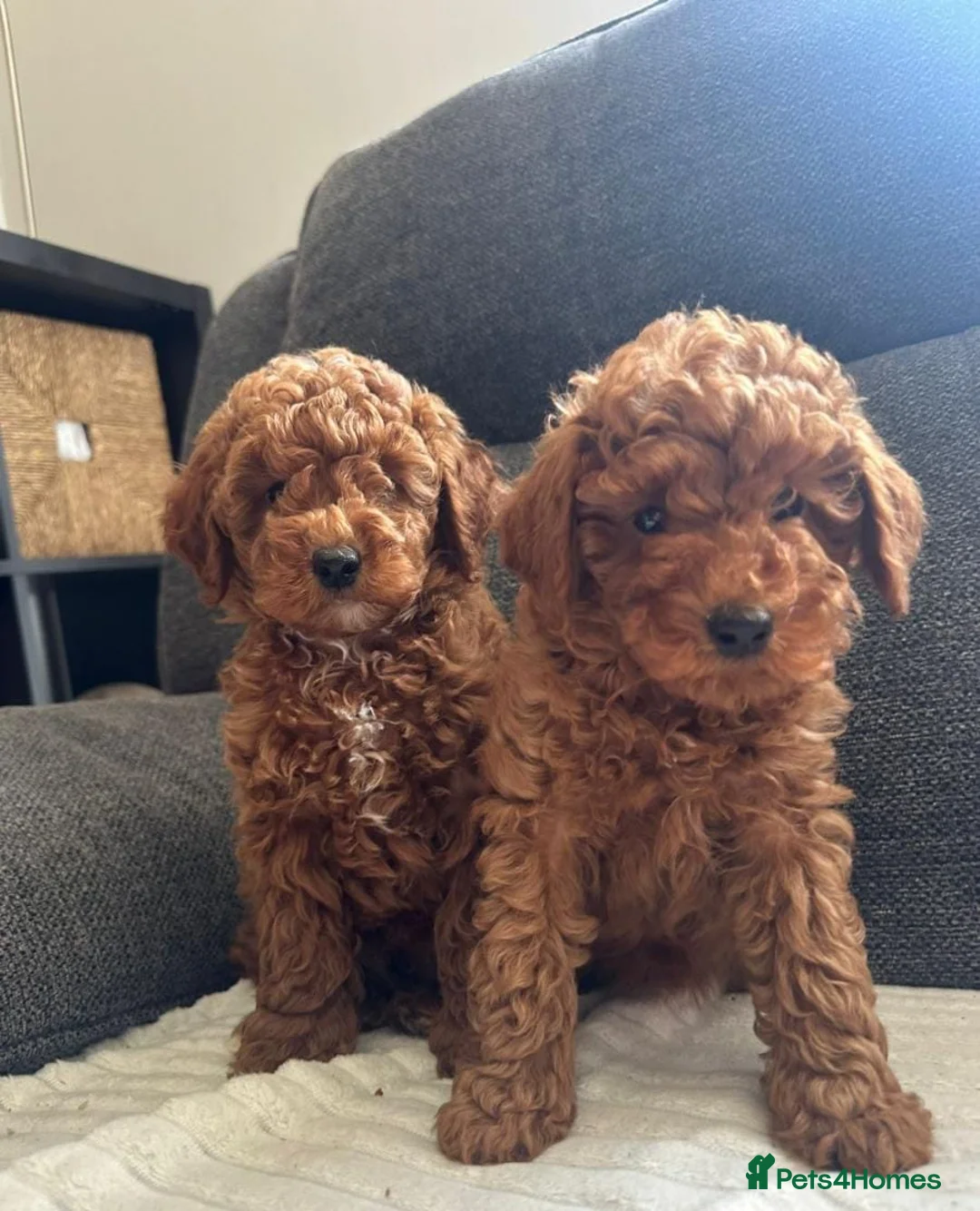 Cavapoo dogs for sale: DARK RED CAVAPOO PUPPIES HEALTH TESTED  in Manchester - Advert 1