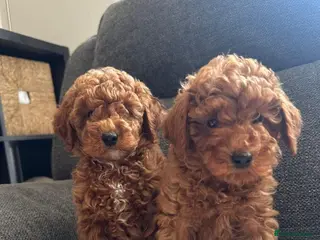 Cavapoo dogs DARK RED CAVAPOO PUPPIES HEALTH TESTED in Manchester - Advert 6