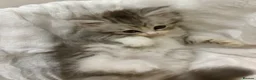 Persian cats for sale: 3 Stunning Kittens  - Advert 16