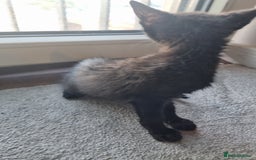Mixed Breed cats for sale: Bengal cross Syhix - Image 7