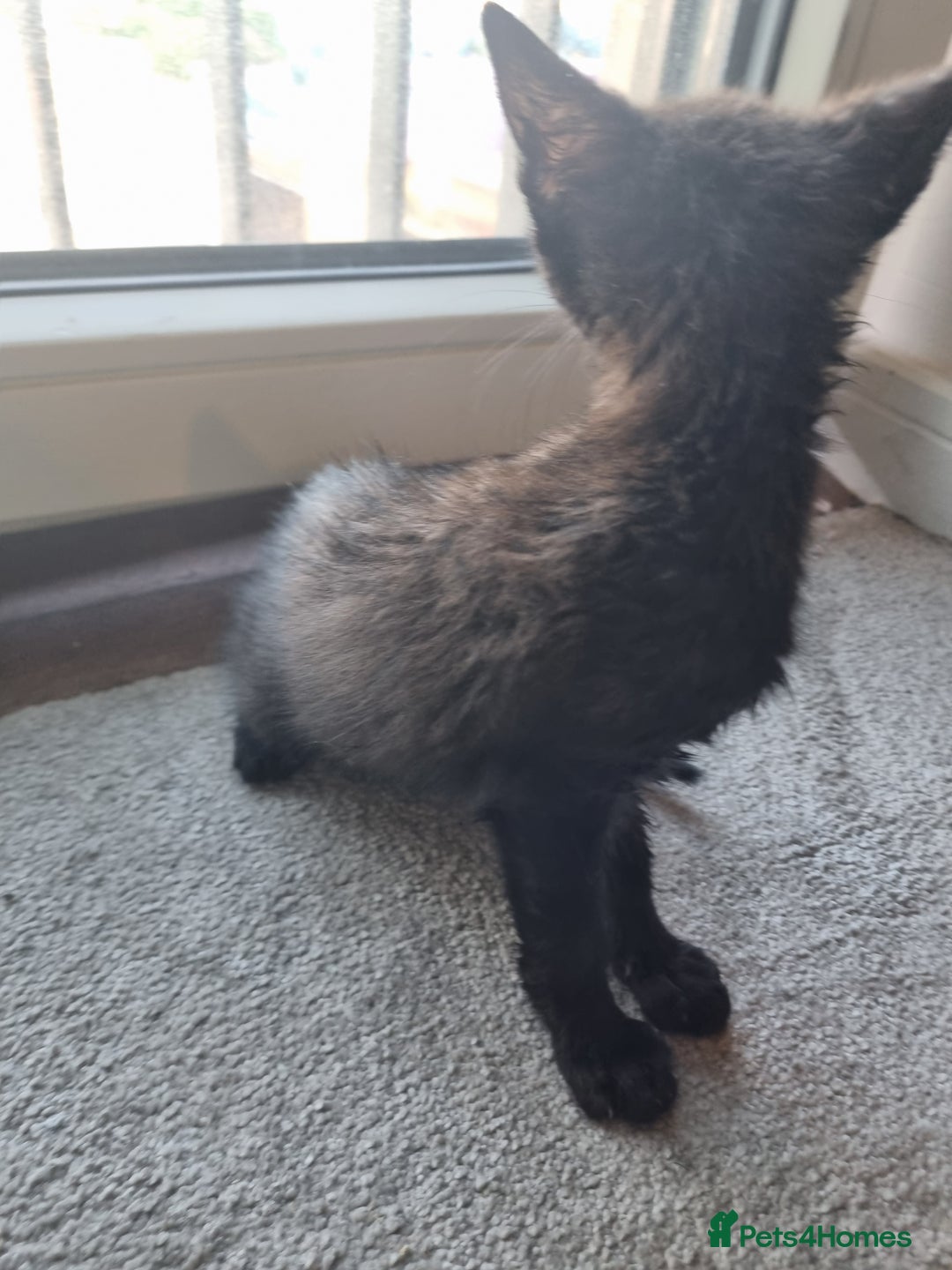Mixed Breed cats for sale: Bengal cross Syhix - Image 7