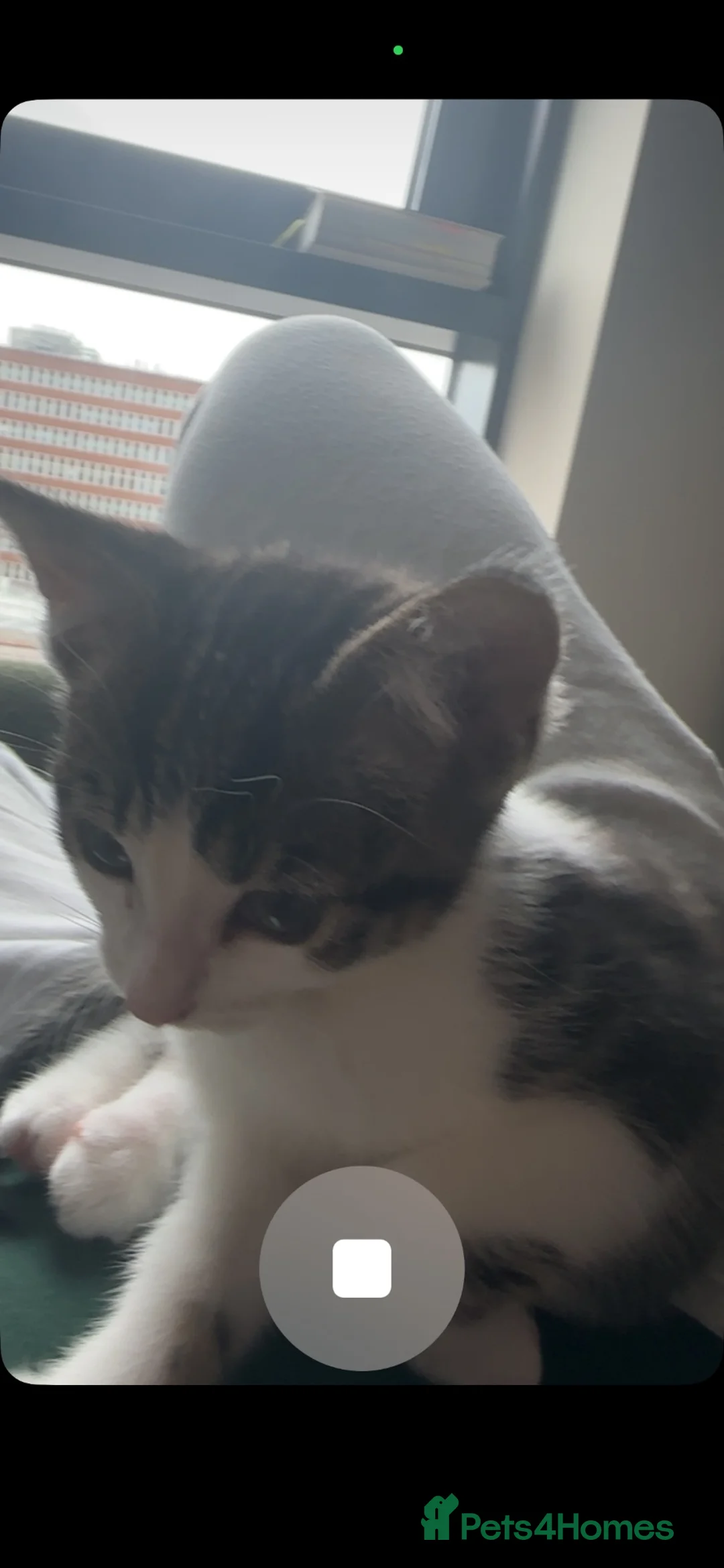 Mixed Breed cats for sale: 12 week kitten for sale - Advert 2