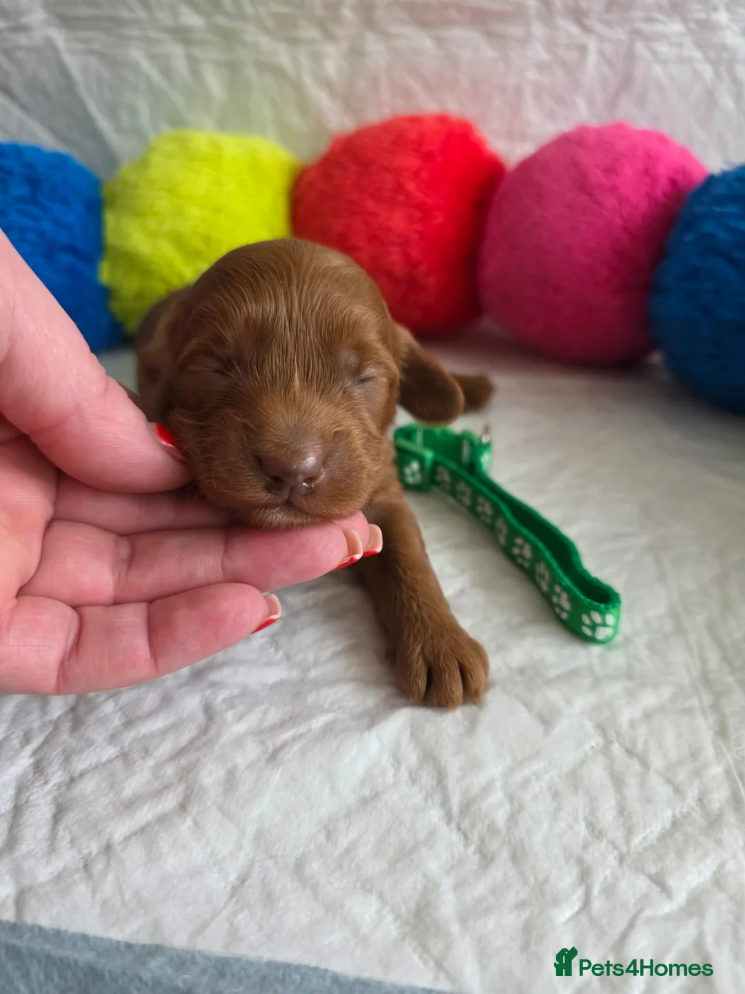 Australian Labradoodle dogs for sale:  👑 Multigen Toy Bred Australian Double Doodles 👑 - Advert 9