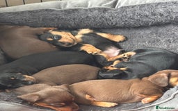 Dachshund dogs for sale: Beautiful dauchound puppies - Image 6
