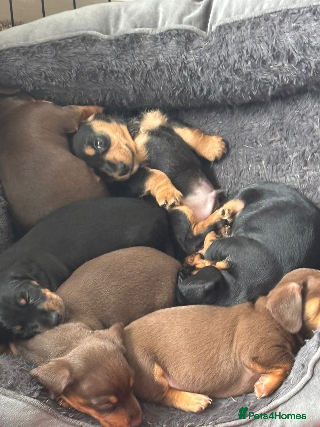 Dachshund dogs for sale: Beautiful dauchound puppies - Image 6