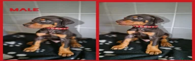 Dobermann 5
