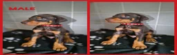 Dobermann dogs for sale: European Doberman Puppies  - Advert 3